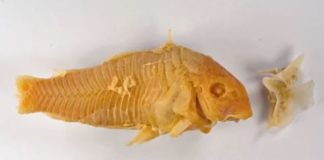 A Drunk Human Swallowed a Live, Venomous, Spiny Catfish. Here’s What Happened.