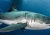 Here’s Why Great White Sharks Are Natural-Born Superheroes