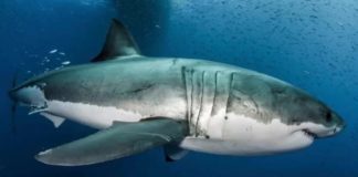 Here’s Why Great White Sharks Are Natural-Born Superheroes