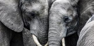 Humans Are Eating Most of Earth’s Largest Animals to Extinction