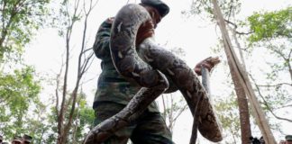 US troops drink blood from decapitated cobras in annual Thailand military exercise
