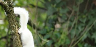 Super-rare albino squirrel pictured in UK