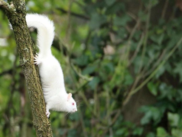 albino-squirrel-4