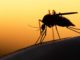 Coconut oil better than DEET at repelling insects, compelling new research shows