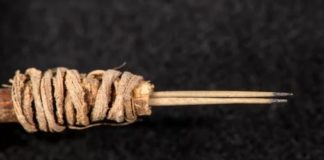 Prickly Pear Cactus Needles Are Oldest Tattoo Tool in Western North America