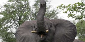 Rhino poacher killed by an elephant and then ‘devoured’ by lions