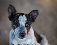 2019 First Rabies Death Prompts Warnings