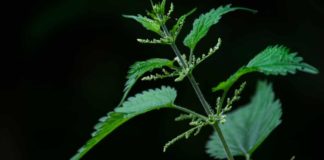 Why do nettles sting? And do dock leaves really help?