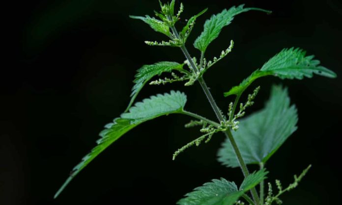 STING NETTLE