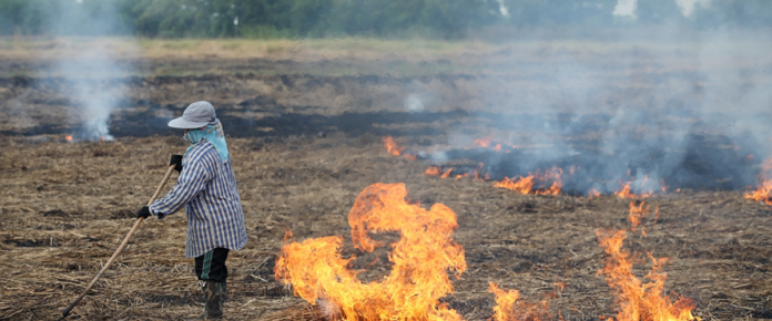 crop burning