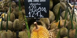 Durian farmers face devastation as trees die from extreme drought in Uttaradit