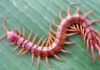 Thai woman may have died from a bite delivered by giant centipede as doctors perform an autopsy