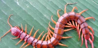Thai woman may have died from a bite delivered by giant centipede as doctors perform an autopsy