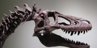 Baby T rex goes on sale on eBay, sparking paleontologists’ outcry