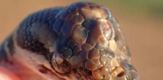 3-Eyed Snake Found in Australia Surprises Rangers