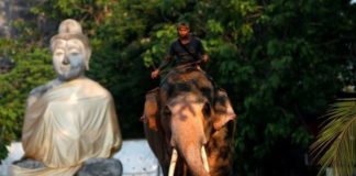 In Thailand, a white elephant fit for a new king