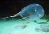 Box jellyfish: Australian researchers find antidote for world’s most venomous creature