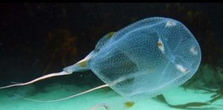 Box jellyfish: Australian researchers find antidote for world’s most venomous creature