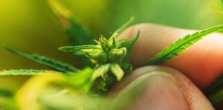 Ancient Pollen Links Cannabis Origins to Tibetan Plateau