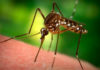 Dengue fever alert after 27 deaths