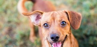 Are Dogs Really Smiling at Us?