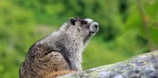 Mongolian Couple Died of Plague After Eating Raw Marmot