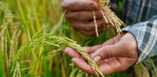 Thailand Royal Ploughing Ceremony 2019