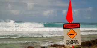 Swimmer dies after shark attack in Hawaii