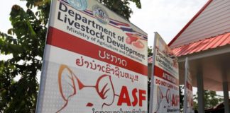 Thailand on red alert in bid to stop ‘Pig Ebola’ crossing border