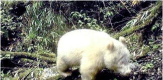 For the first time in history an albino panda captured on camera