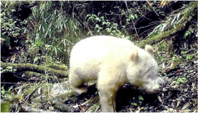 albino panda