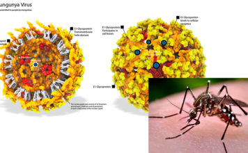 Singapore students down with chikungunya fever in Thailand: What you need to know about the infection