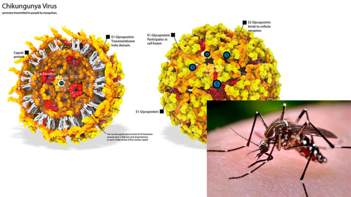 chikungunya virus