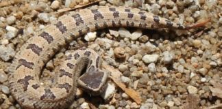 Woman bitten by snake on vacation in Thailand to recover thanks to Toronto Zoo’s antivenom