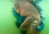 Give me a hug! Heartwarming moment a baby dugong which got lost in the ocean after separating from its mother is embraced by marine experts who rescued it