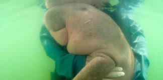 Give me a hug! Heartwarming moment a baby dugong which got lost in the ocean after separating from its mother is embraced by marine experts who rescued it