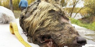 They discover in Russia the head of a giant wolf 40,000 years ago