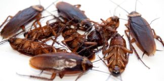 Here’s Why Cockroaches Can Survive Just About Anything