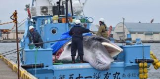 Japan Resumes Commercial Whaling After Decades of Slaughtering Whales ‘for Science’