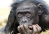 Why Haven’t All Primates Evolved into Humans?