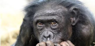 Why Haven’t All Primates Evolved into Humans?