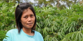Farmers behind bars in Thailand because they grow cassava
