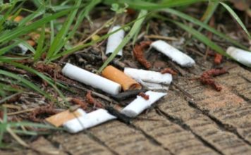 Cigarette butts in soil hamper plant growth, study suggests