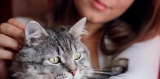 Here’s the Best Way to Pet a Cat, According to Science
