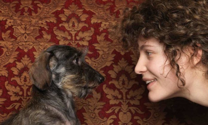 cats and dogs cats and dogs