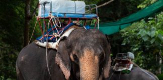 Elephant rides in Thailand: Just tourism or abuse?