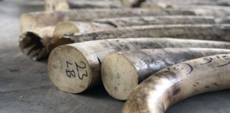 Singapore seizes ivory from nearly 300 elephants in record haul