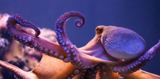 Alien Life Might ‘Think’ More Like an Octopus Than a Human