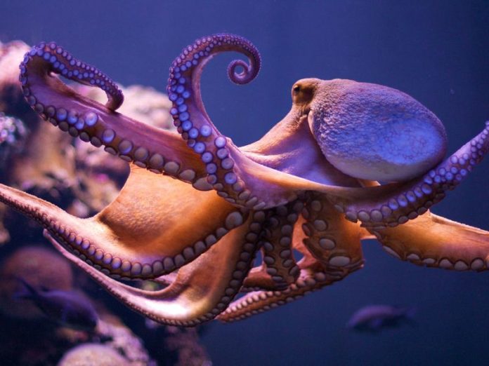 octopus