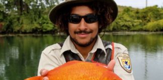 Flushed Goldfish Grew to Be Kitten-Size in Niagara River